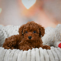 Toy Poodle