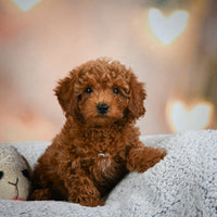 Toy Poodle