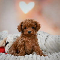 Toy Poodle