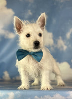 West Highland Terrier