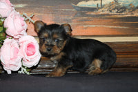 Yorkshire Terrier