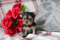 Teacup Yorkshire Terrier
