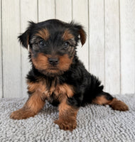 Yorkshire Terrier
