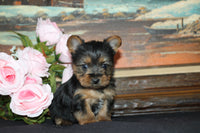 Yorkshire Terrier