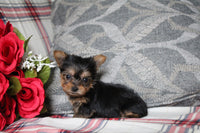 Teacup Yorkshire Terrier