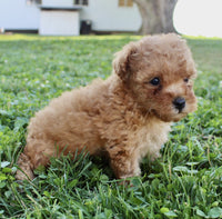 Yorkipoo