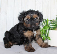 Yorkipoo