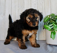 Yorkipoo