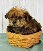 Yorkipoo