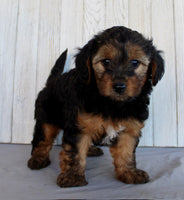 Yorkipoo
