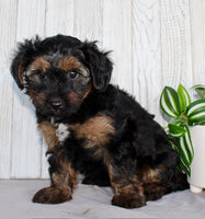 Yorkipoo