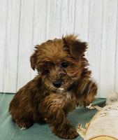 Yorkipoo