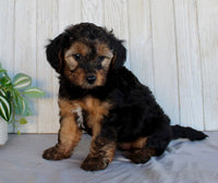 Yorkipoo