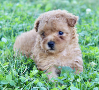 Yorkipoo