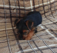 Yorkshire Terrier