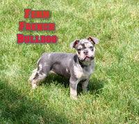 Fenn Male AKC French Bulldog $2499