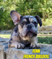 Fenn Male AKC French Bulldog $1295