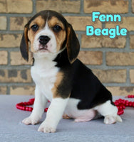 Fenn Male Beagle $450