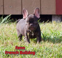 French Bulldog