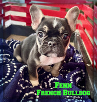 Fenn Male AKC French Bulldog $1950