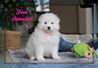 Fern Female AKC Samoyed $2400