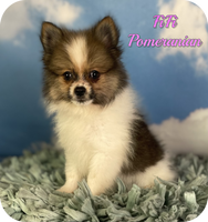 FiFi Female ACA Pomeranian $950