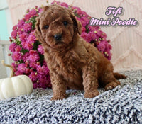 Fifi Female AKC Mini Poodle $875