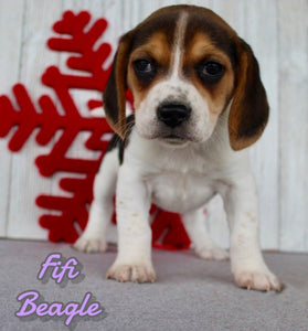 Beagle
