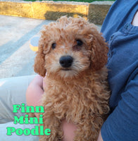 Finn Male AKC Mini Poodle $650