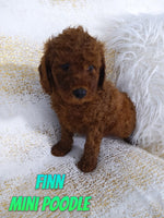 Finn Male AKC Mini Poodle $795