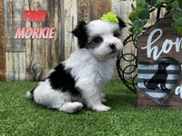 Finn Male Morkie $850