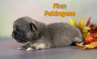 Finn Male ACA Pekingese $1925