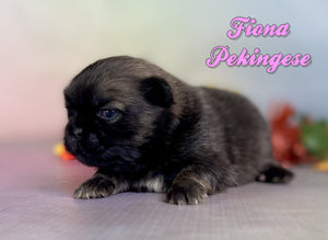 Pekingese