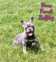 Fiona Female AKC French Bulldog $1995