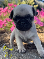 Fiona Female AKC Pug $1250