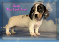 Fiona Female AKC Mini Dachshund $3625