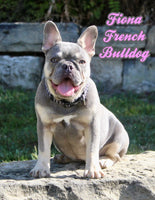 Fiona Female AKC French Bulldog $1295