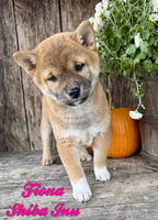 Fiona Female ACA Shiba Inu $850