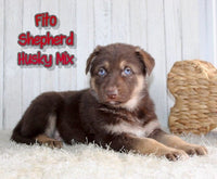 Fito Male Shepherd Husky Mix $1500