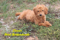 Flower Female Mini Goldendoodle $495