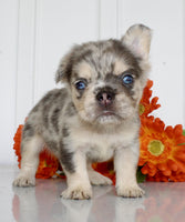 Fluffy French Bulldog