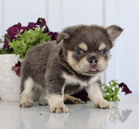 Fluffy French Bulldog
