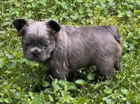 Fluffy French Bulldog