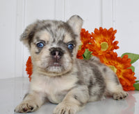 Fluffy French Bulldog
