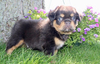  Fluffy French Bulldog