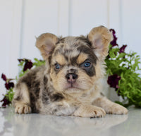 Fluffy French Bulldog