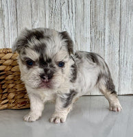 Fluffy French Bulldog