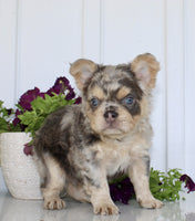 Fluffy French Bulldog
