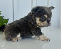Fluffy French Bulldog