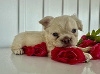 Fluffy French Bulldog